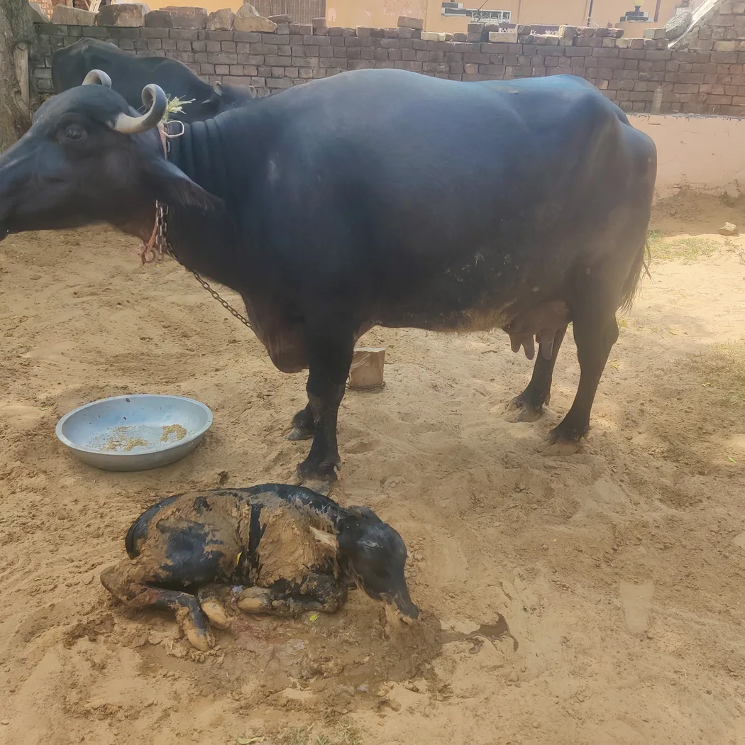Murrah Buffalo M4840 in  HARYANA