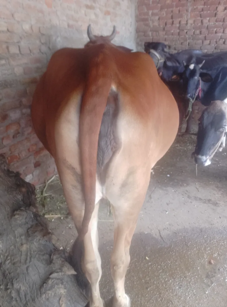 Others Cow in  UTTAR PRADESH