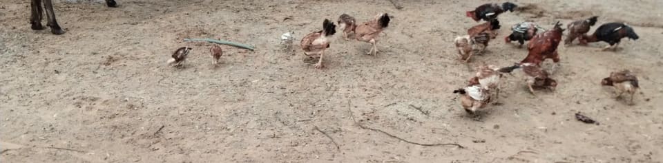 Desi Hen O0868 in  RAJASTHAN