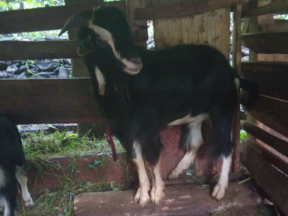 in SIKKIM