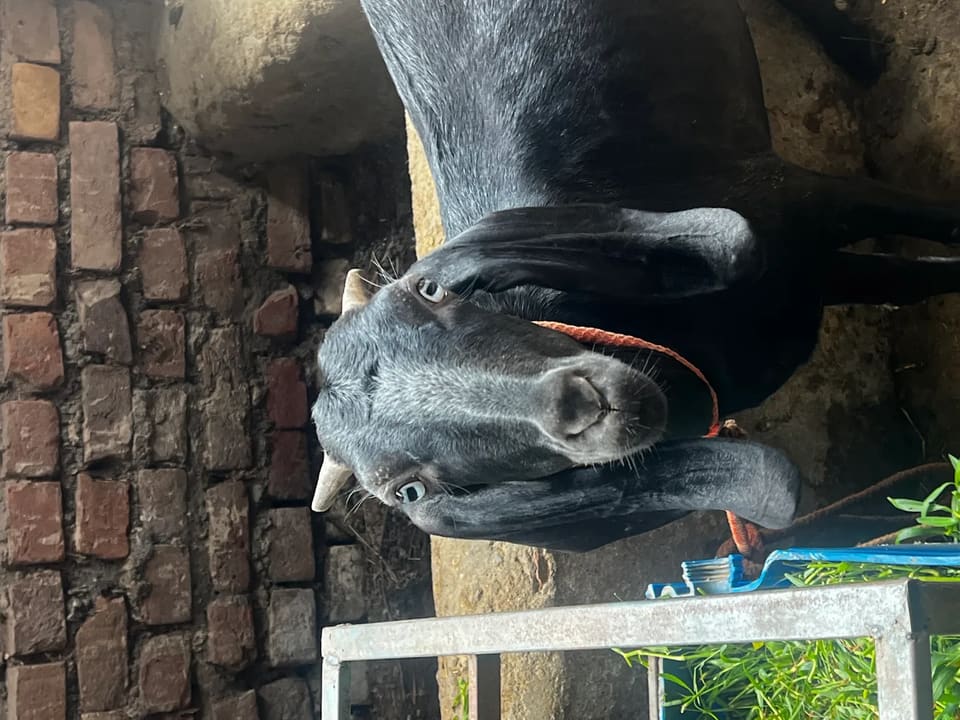 Beetal Goat in  PUNJAB