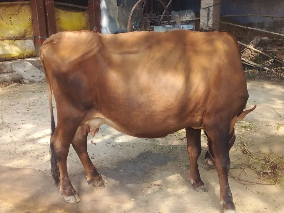 Jersey Cow J1613 in  UTTAR PRADESH