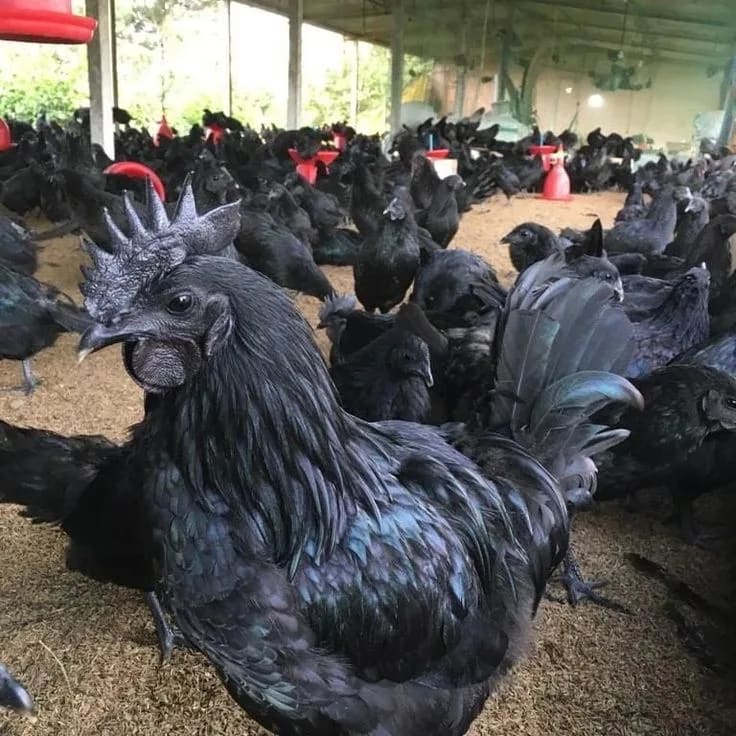Kadaknath Hens O0880 in  TELANGANA