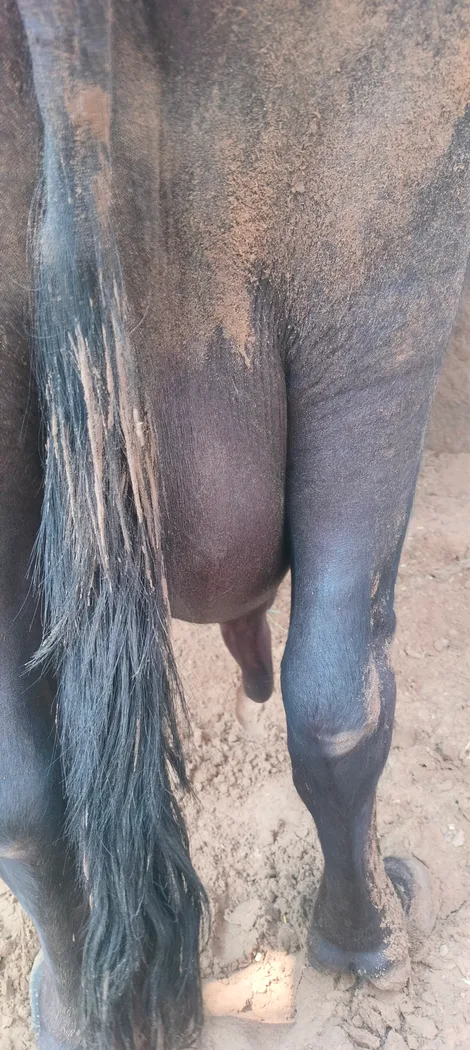 Murrah Buffalo in HARYANA