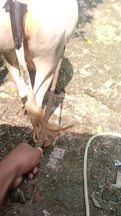 HF Heifer Cow H3242 in  UTTAR PRADESH