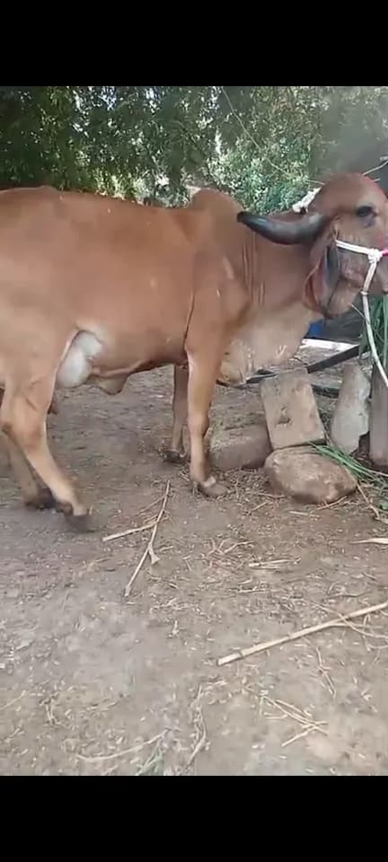 Gir Cow G2057 in  GUJARAT