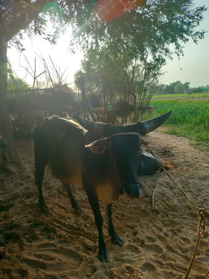 Others Cow in  TELANGANA