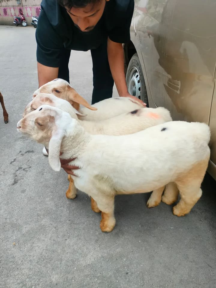 Bannur Sheep in  KARNATAKA
