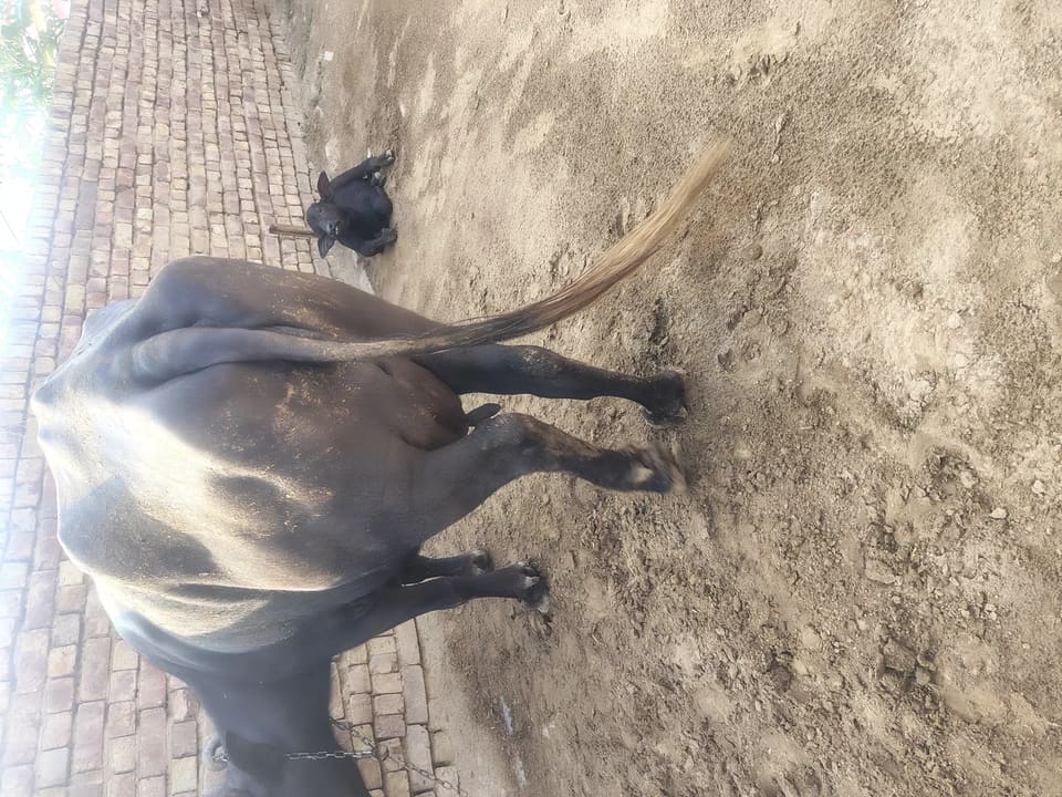 Murrah Buffalo in  HARYANA