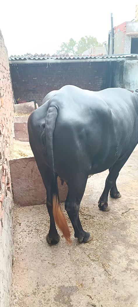 Others Buffalo in  RAJASTHAN