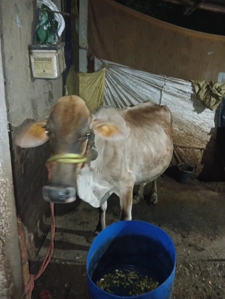 HF Cow in  BIHAR