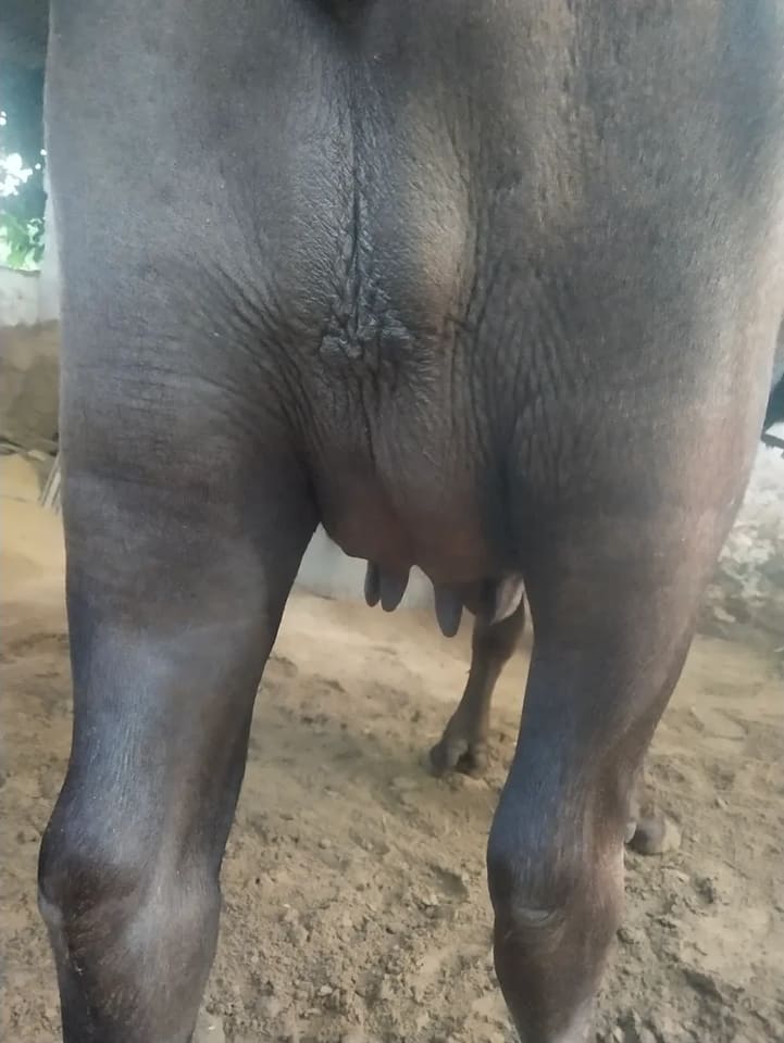 Murrah Buffalo in  RAJASTHAN