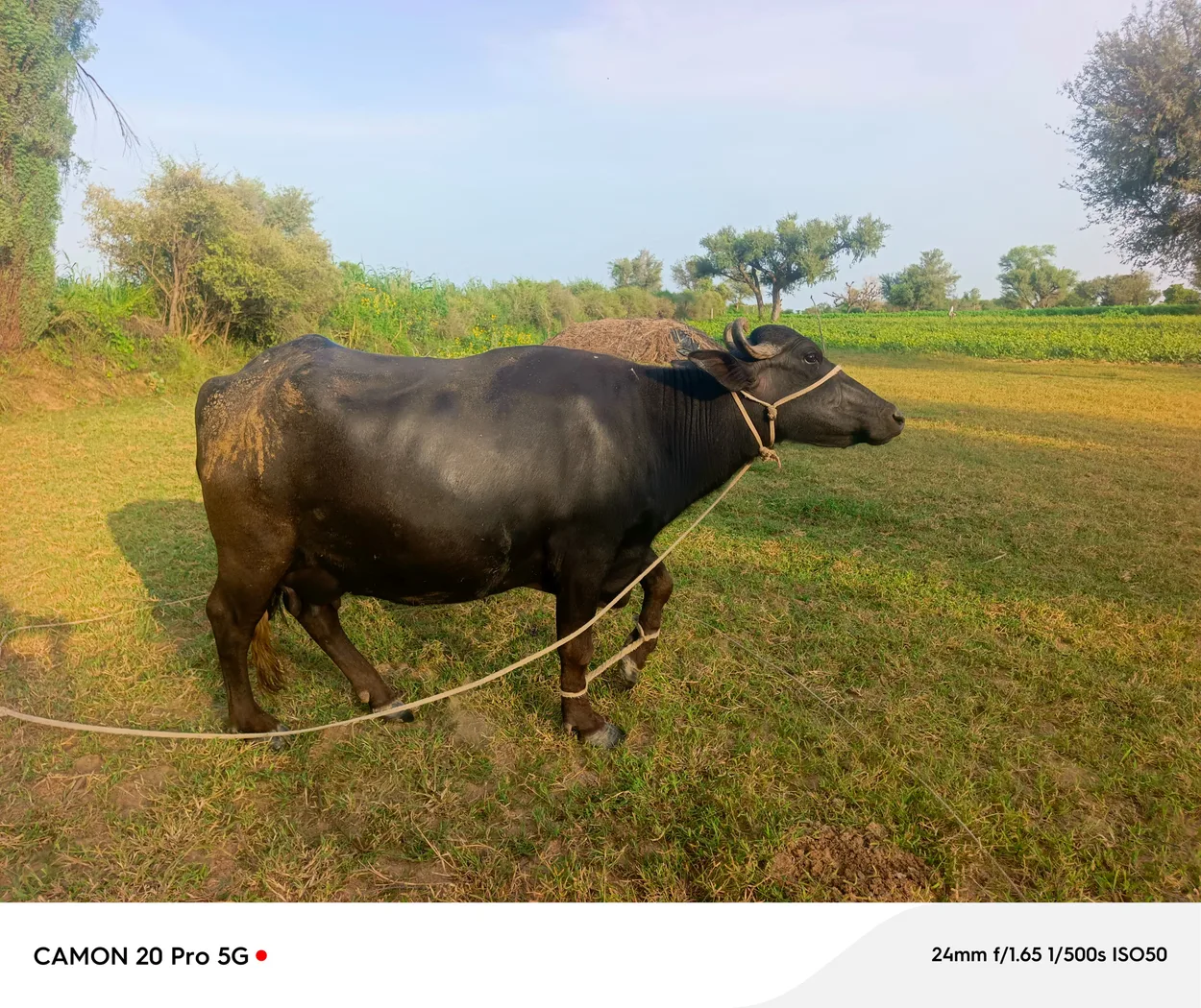 Murrah Buffalo M4717 in  RAJASTHAN
