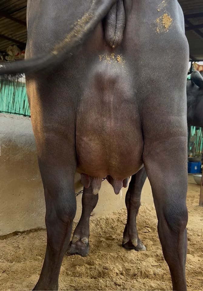 Murrah Buffalo in  HARYANA