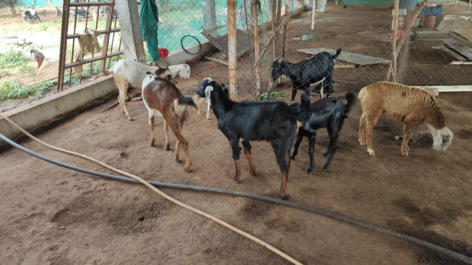Others Goat in  TELANGANA
