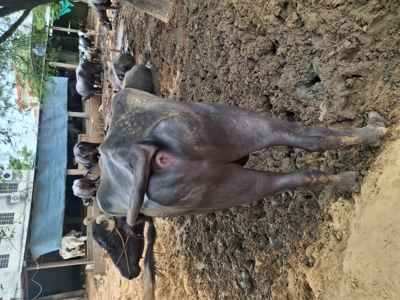 Murrah Buffalo in  RAJASTHAN
