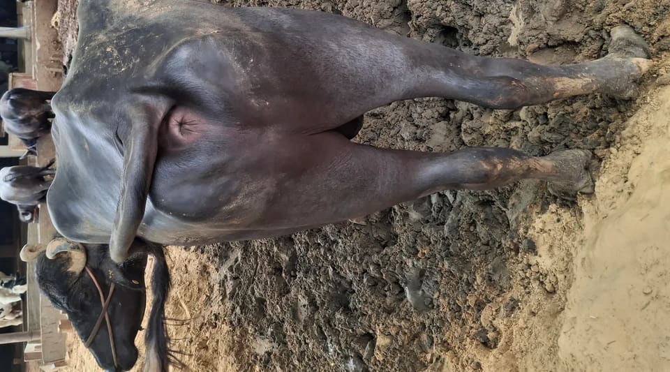 Murrah Buffalo in  RAJASTHAN