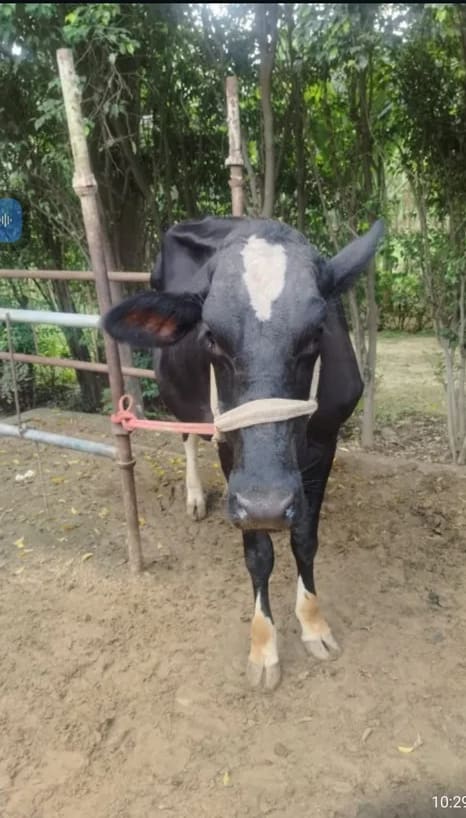 HF Cow in  DELHI