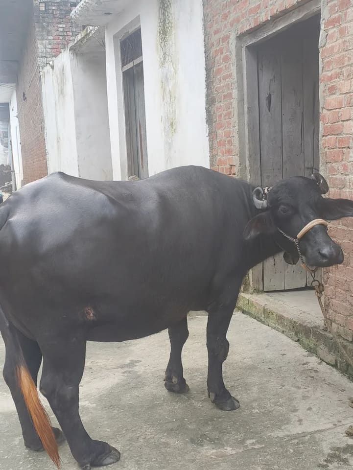 Murrah Buffalo in UTTAR PRADESH
