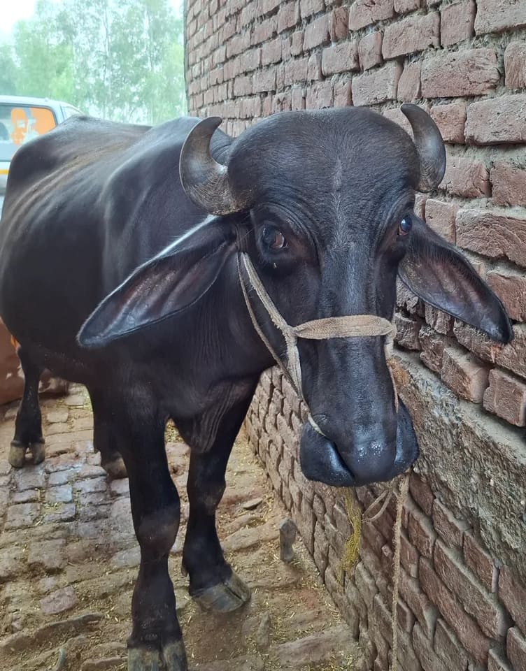 Others Others in  UTTAR PRADESH
