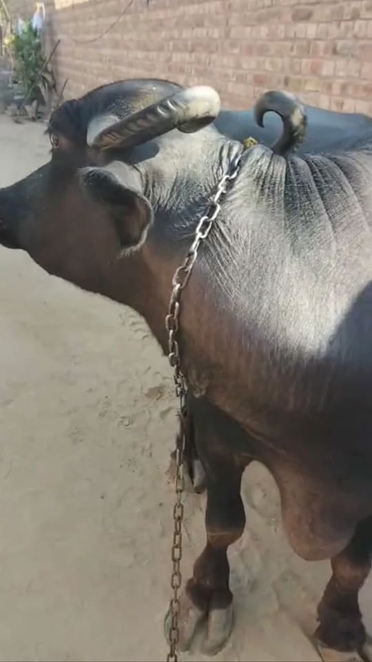 Murrah Buffalo in  RAJASTHAN
