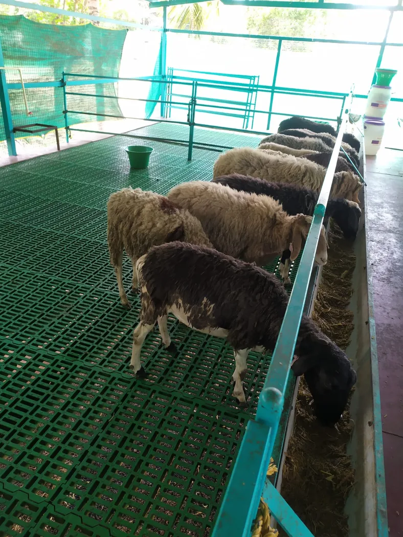 NARI Suwarna Sheep N0160 in  KARNATAKA