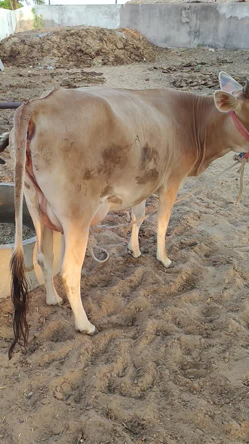 Jersey Cow J1611 in  RAJASTHAN