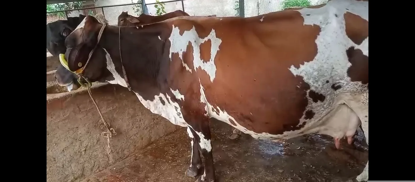 HF Cow in  UTTAR PRADESH