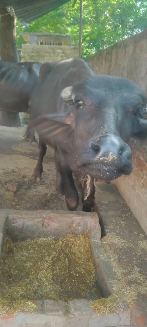 Murrah Buffalo in  UTTAR PRADESH