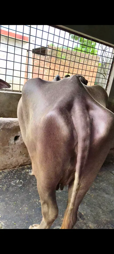 Banni  Buffalo B0573 in  UTTARAKHAND