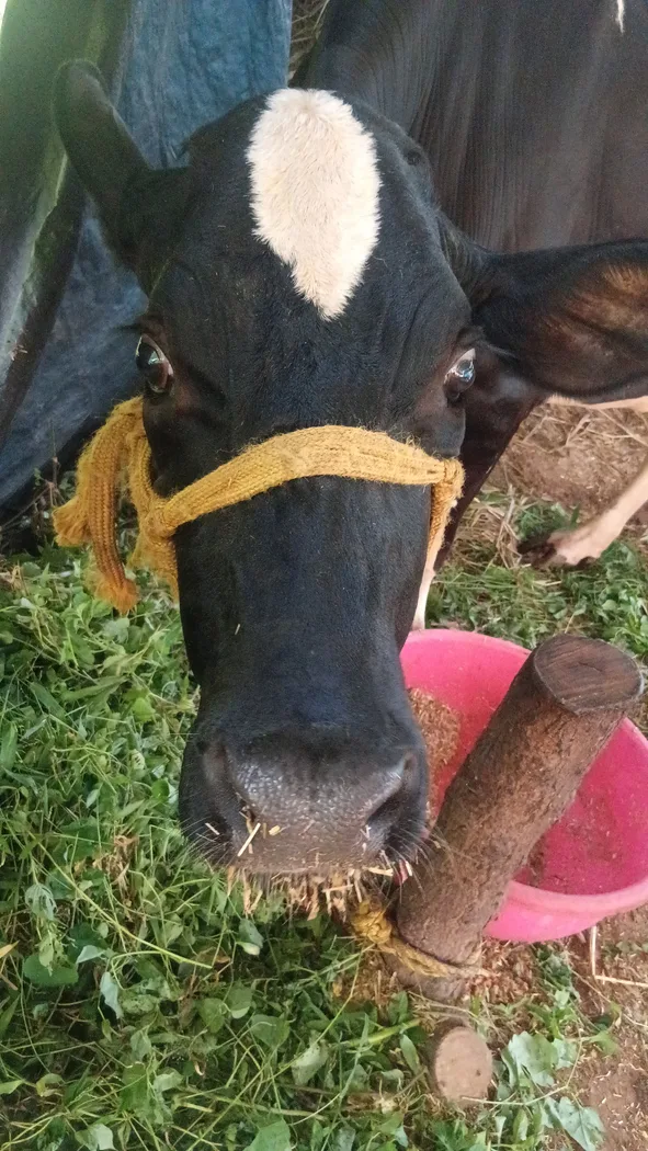 HF Cow in  GUJARAT