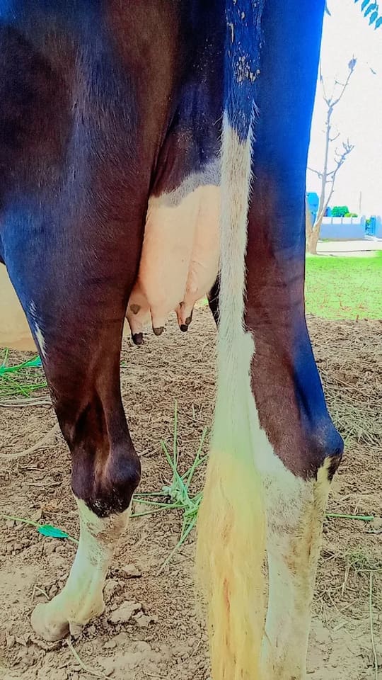 HF Cow in  RAJASTHAN