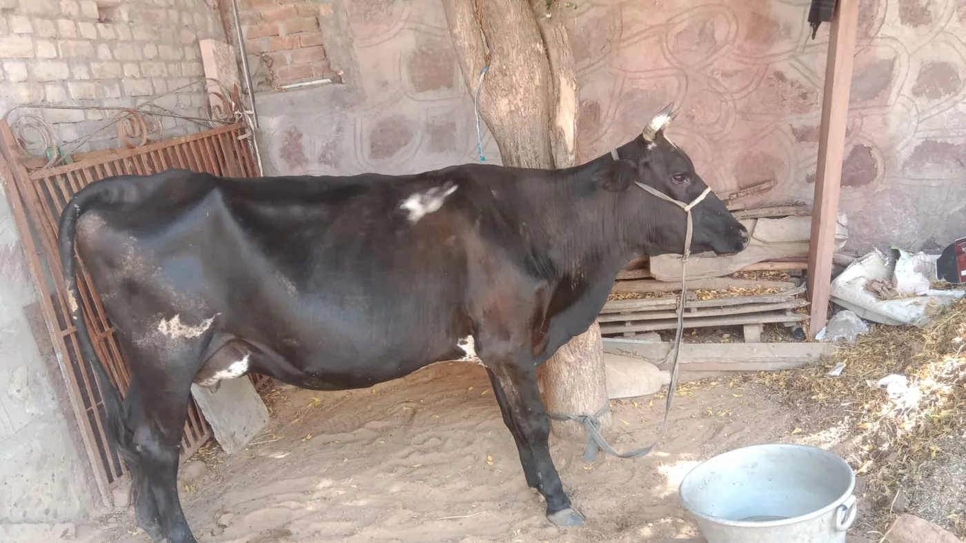 HF Cow H3313 in  RAJASTHAN