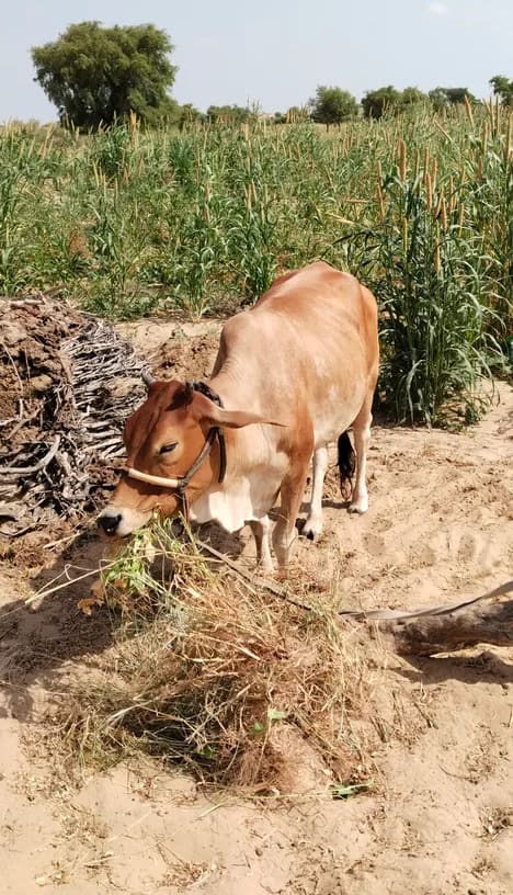 Sahiwal Cow in  RAJASTHAN