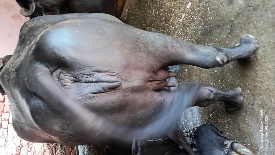 Others Buffalo in  UTTAR PRADESH