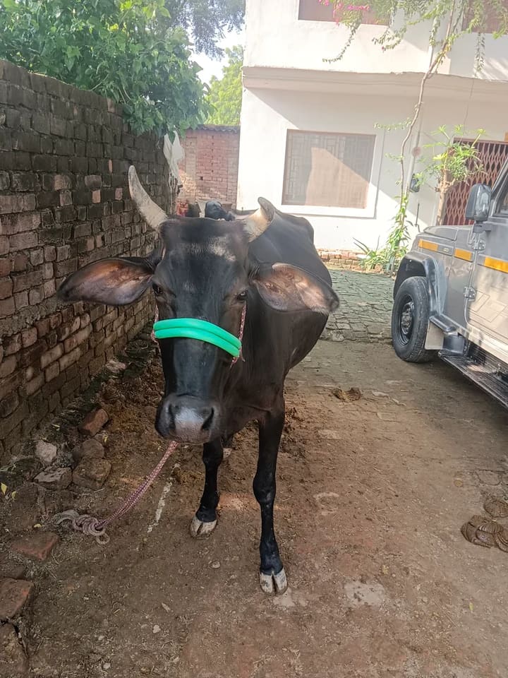 Kapila Cow in  UTTAR PRADESH