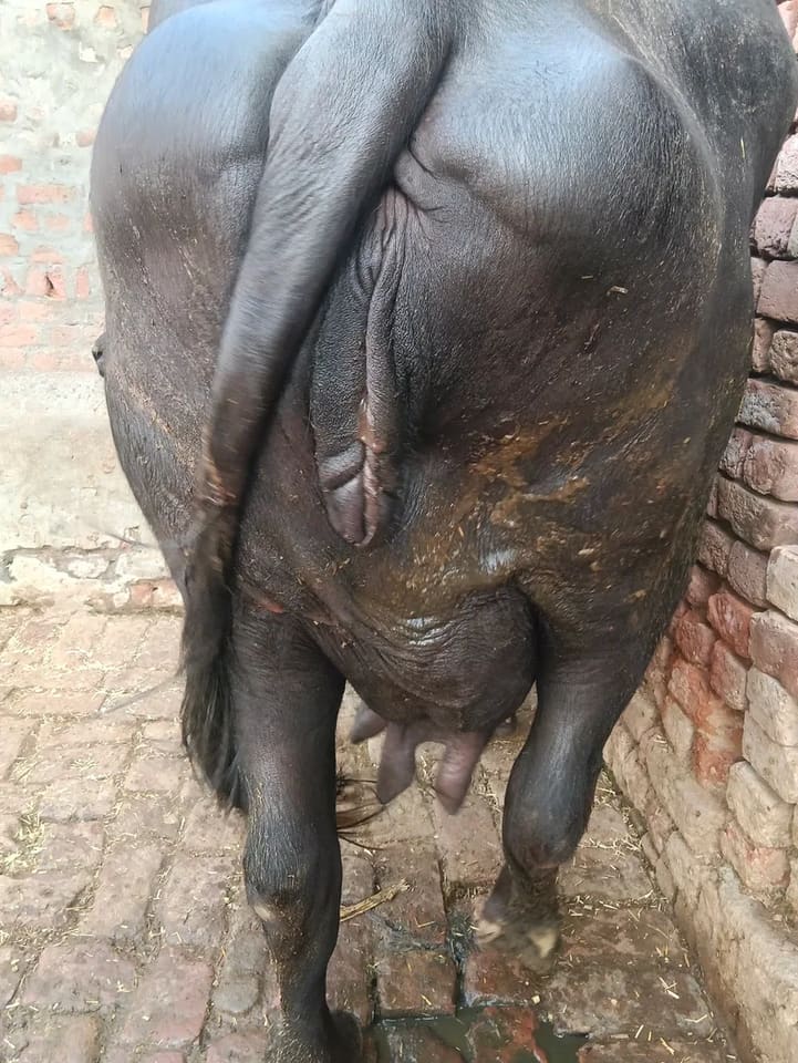 Murrah Buffalo in  HARYANA