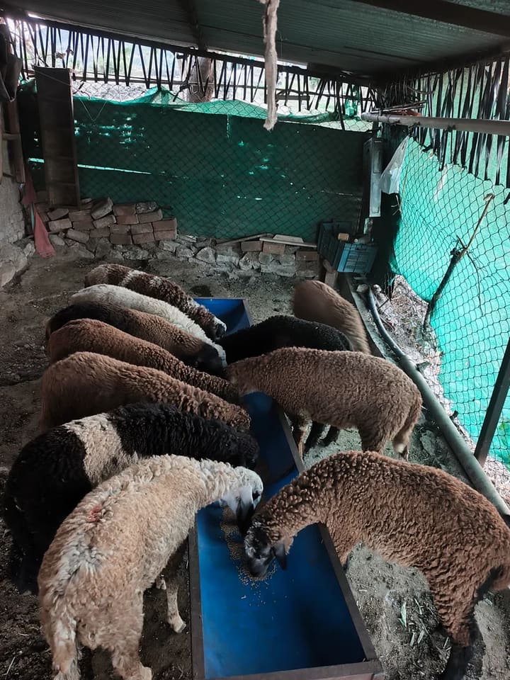 Others Sheep in  MAHARASHTRA