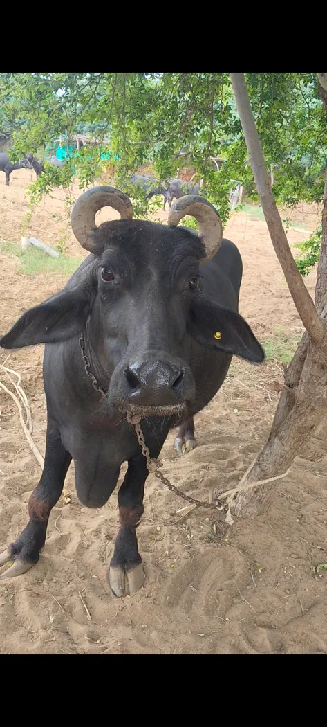 Others Buffalo in  GUJARAT