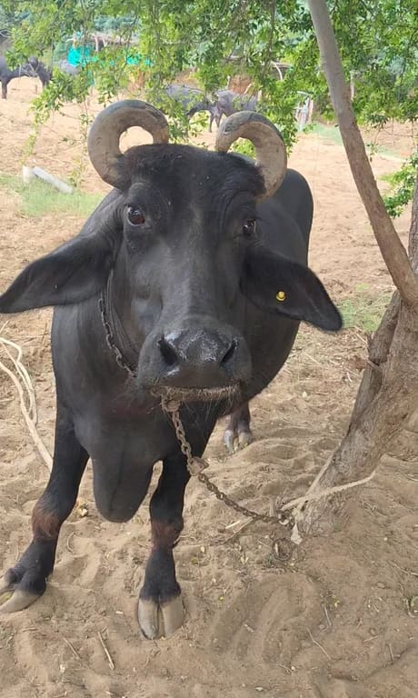 Banni  Buffalo in  GUJARAT