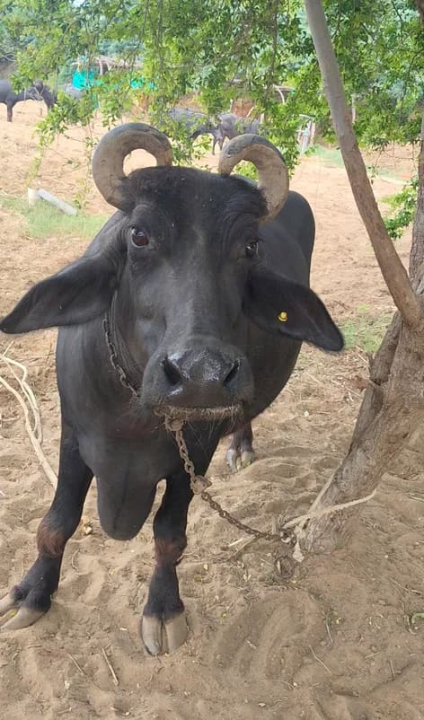 Banni  Buffalo B0568 in  GUJARAT