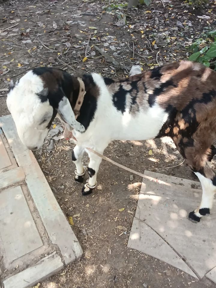 Gujri Goat in  WEST BENGAL