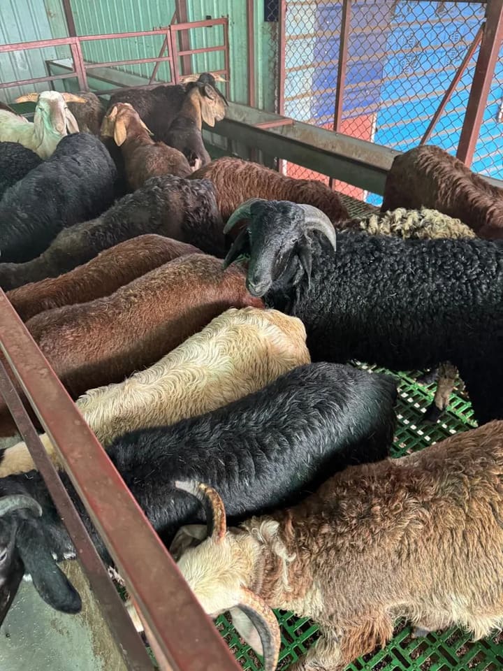 Sindhanoor Sheep S0214 in  ANDHRA PRADESH