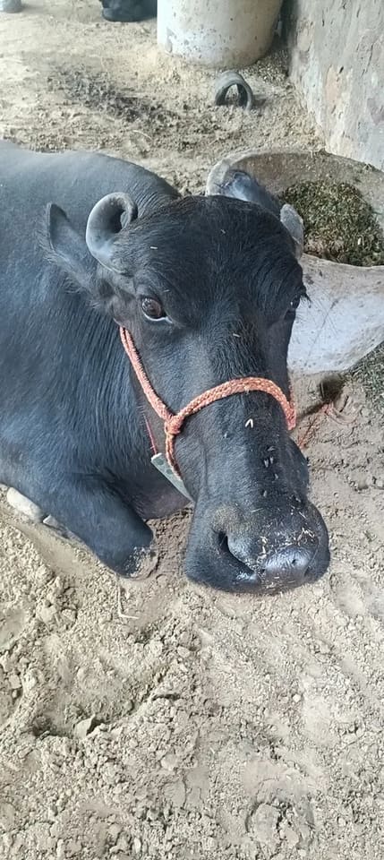 Others Others in  RAJASTHAN