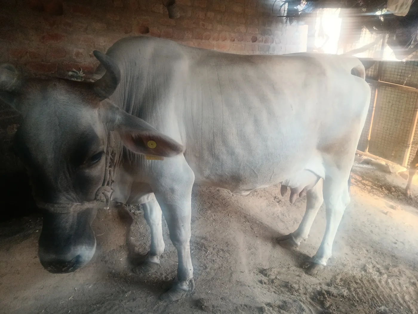 Jersey Cow J1621 in  RAJASTHAN