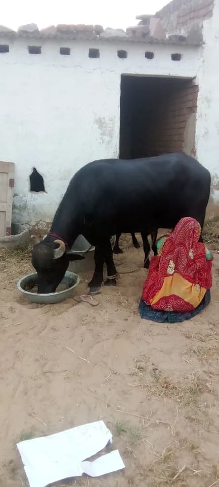 Murrah Buffalo in  RAJASTHAN