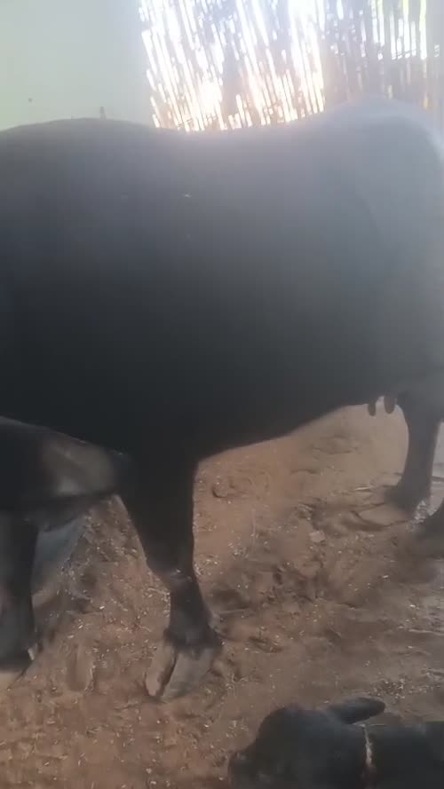 Murrah Buffalo M5299 in RAJASTHAN