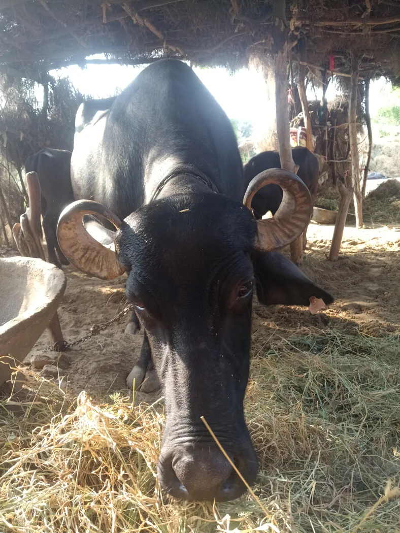 Murrah Buffalo in  RAJASTHAN