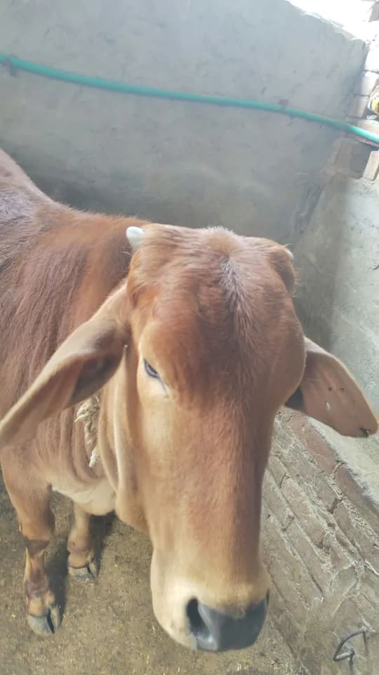 Sahiwal Cow in  DELHI