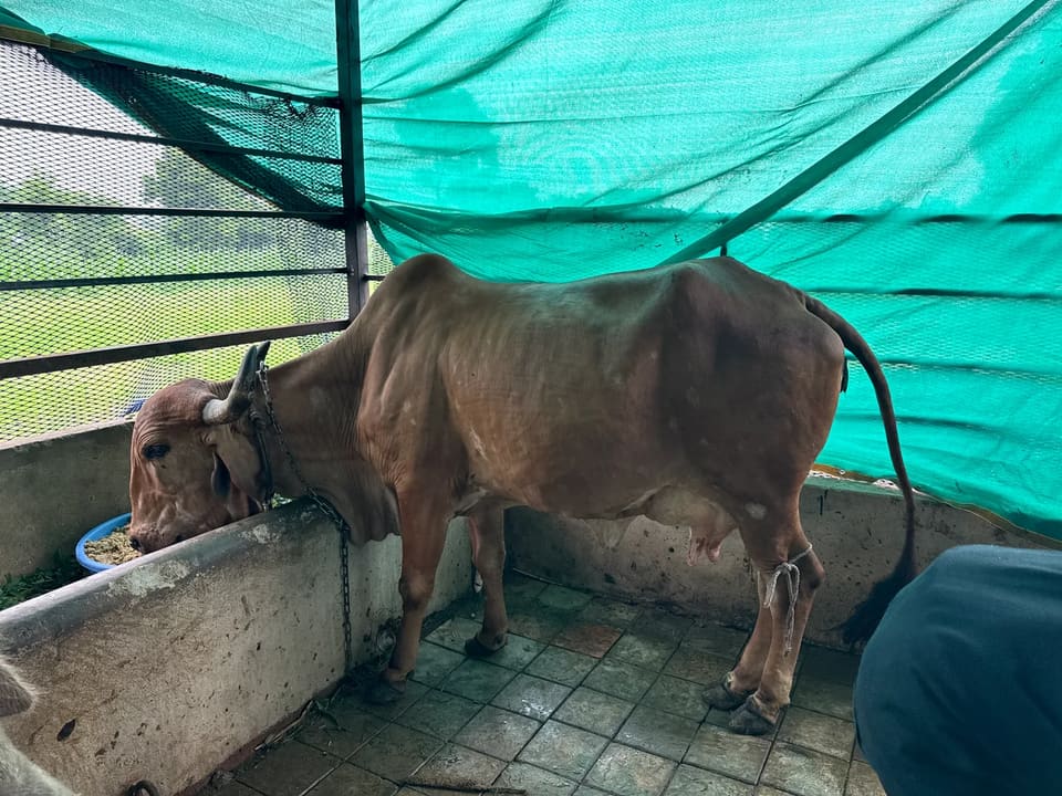 Gir Cow G2056 in  GUJARAT